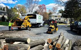 Trusted Worthington, MN Tree Services Experts