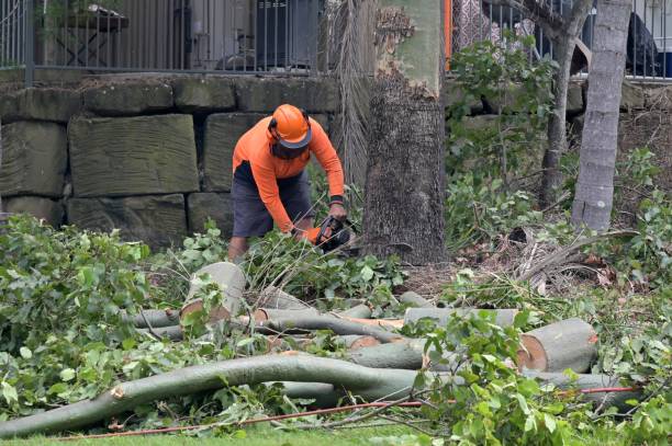 How Our Tree Care Process Works  in Worthington, MN